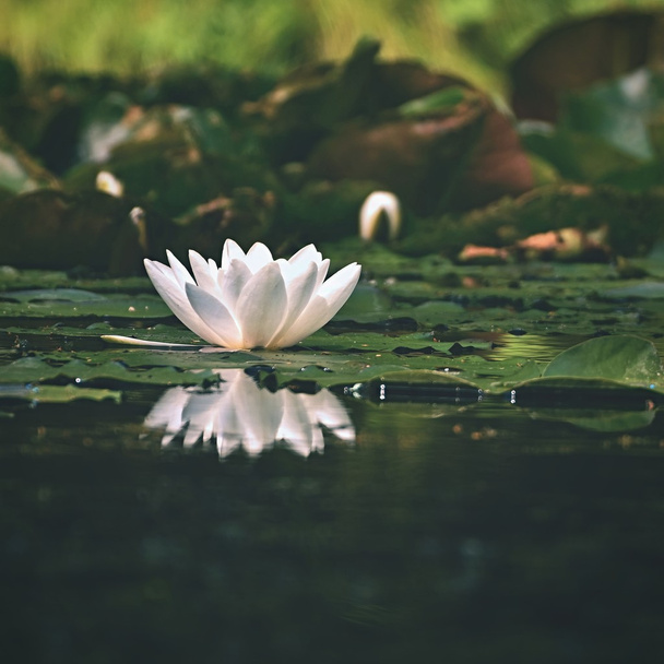 Beautiful blooming flower - white water lily on a pond. (Nymphaea alba) Natural colored blurred background. - Photo, Image