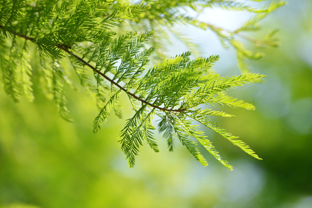 Yksityiskohta haara puu Kalju Cypress
 - Valokuva, kuva