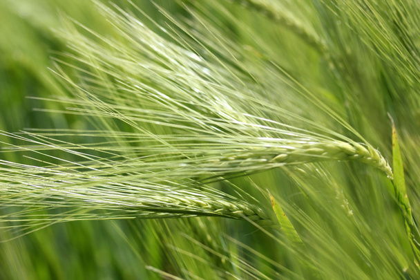Yeşil buğday alan. Yakın çekim   - Fotoğraf, Görsel