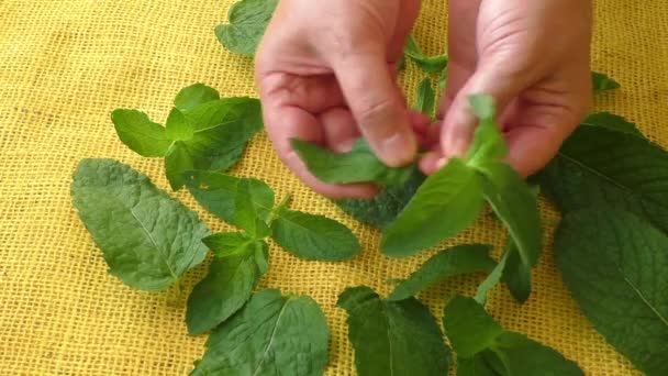 Hierbas aromáticas culinarias. Primeros planos hojas de menta fresca
  - Imágenes, Vídeo