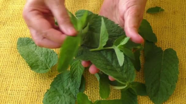 Kulinarne zioła aromatyczne. Zbliżenie świeże liście mięty pieprzowej  - Materiał filmowy, wideo
