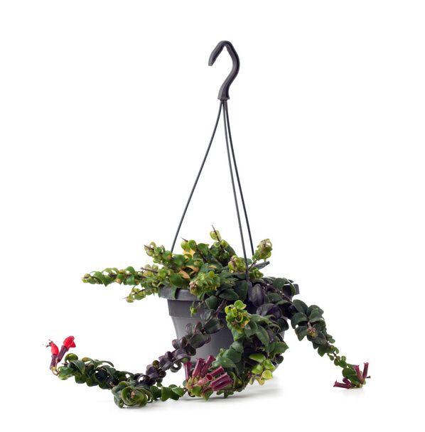 Rtěnka rostlina s květy. Aeschynanthus kořenující Jack. - Fotografie, Obrázek