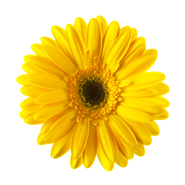 stokrotka żółty kwiat na białym tle - Zdjęcie, obraz