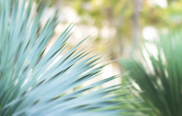 Intreepupil palmbladeren in zon balken, design, effecten, toning   - Foto, afbeelding