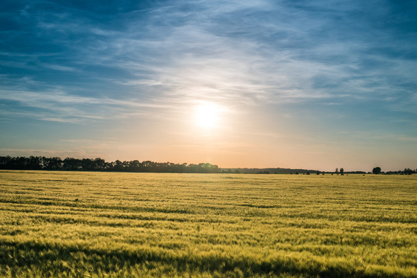 Field of ripening wheat at sunset - Foto, afbeelding