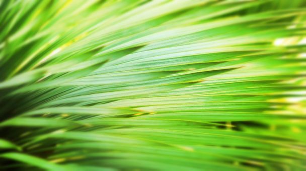 Intreepupil palmbladeren in zon balken, design, effecten, toning   - Foto, afbeelding