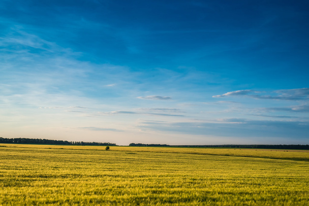 小麦の登熟のフィールド上の夕日 - 写真・画像