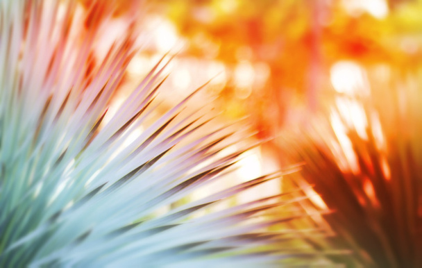 Feuilles de palmier déconcentrées dans les rayons du soleil, design, effets, tonification
   - Photo, image