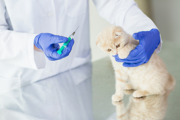 close up of vet making vaccine to kitten at clinic - Foto, imagen