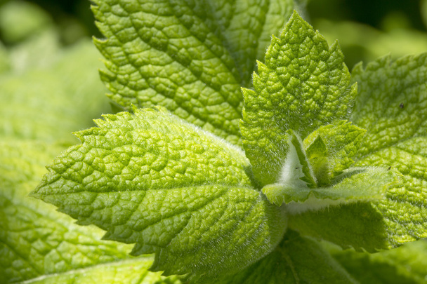 Close up green peppermint leaves. - Photo, Image