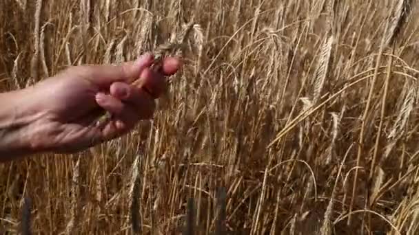 Man hand met rijpe volwassen tarwe oor spike - Video