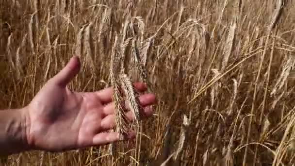 Чоловік рука тримає стиглий зрілий пшеничний вухо шип
 - Кадри, відео