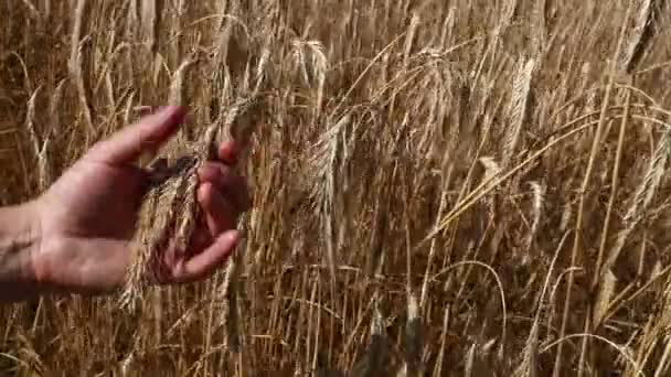 Чоловік рука тримає стиглий зрілий пшеничний вухо шип
 - Кадри, відео