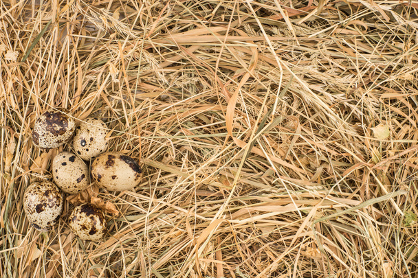 Quail eggs in a nest on dry hay background - 写真・画像