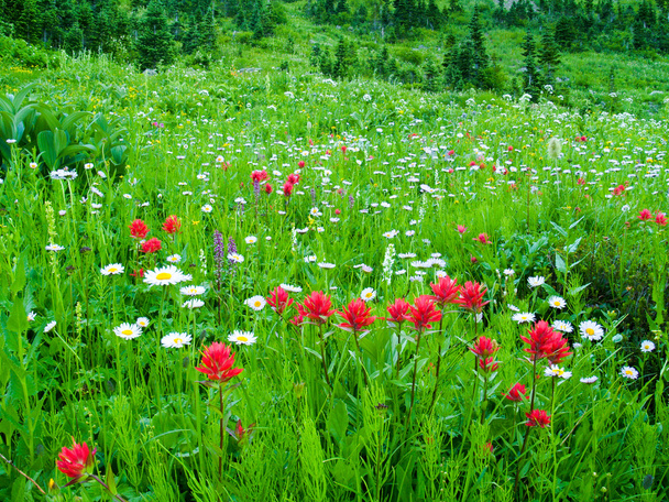 Wildflower łąka - Zdjęcie, obraz