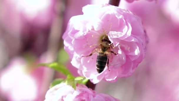 春にアプリコットの花を受粉させるミツバチ。クローズアップ。スローモーション - 映像、動画