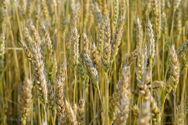 Пшеничные уши
 - Фото, изображение