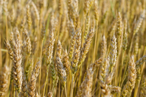 Campo de trigo en maduración
 - Foto, Imagen