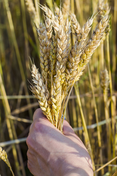 колоски пшениці в руках
 - Фото, зображення