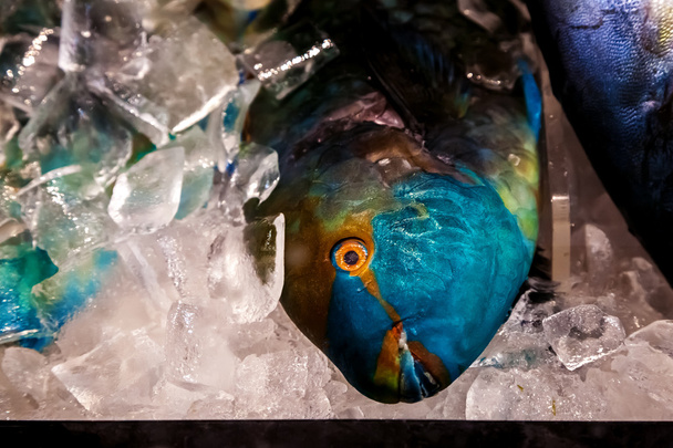 Мертвим папугою риби
 - Фото, зображення