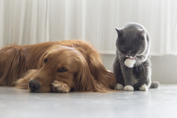 Dogs and cats snuggle together - Photo, Image