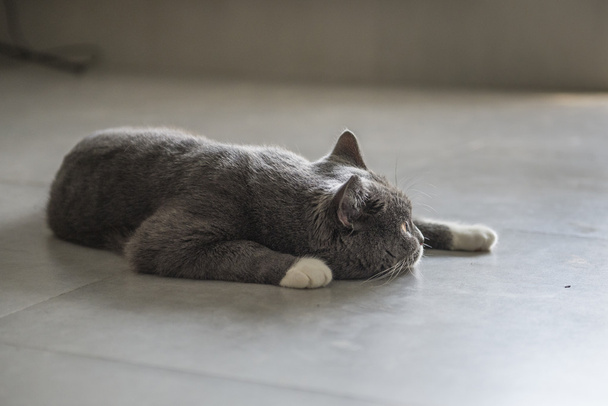El gato canoso tendido en el suelo
 - Foto, Imagen