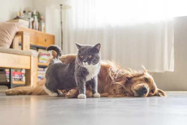 Hunde und Katzen kuscheln zusammen - Foto, Bild