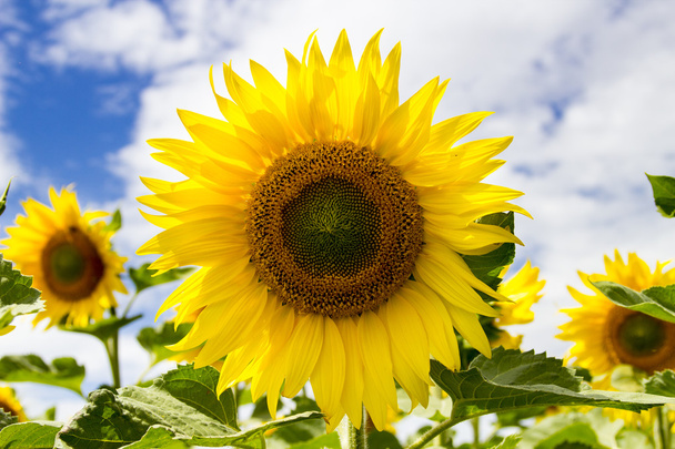 Sunflower field on a sunny day. Background of sunflower. - Photo, Image