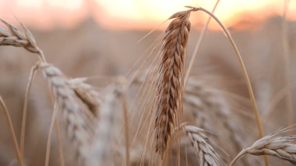 Pšenice a kukuřice Sunset - Záběry, video