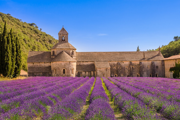 Senanquen luostari ja kukkivat rivit laventelin kukkia auringonlaskussa. Gordes, Luberon, Vaucluse, Provence, Ranska, Eurooppa. - Valokuva, kuva