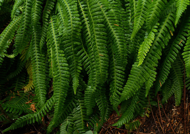 Herten fern (Blechnum spicant) - Foto, afbeelding