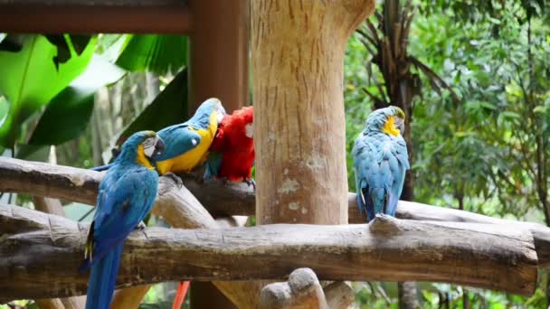 Kleurrijke papegaaien in de dierentuin - Video
