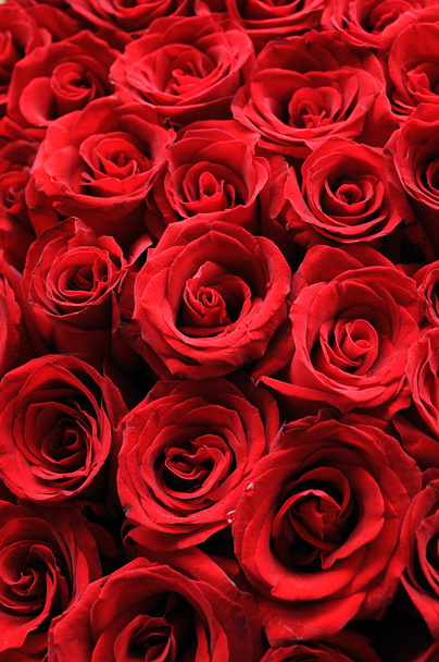 Rose rouge fond
 - Photo, image