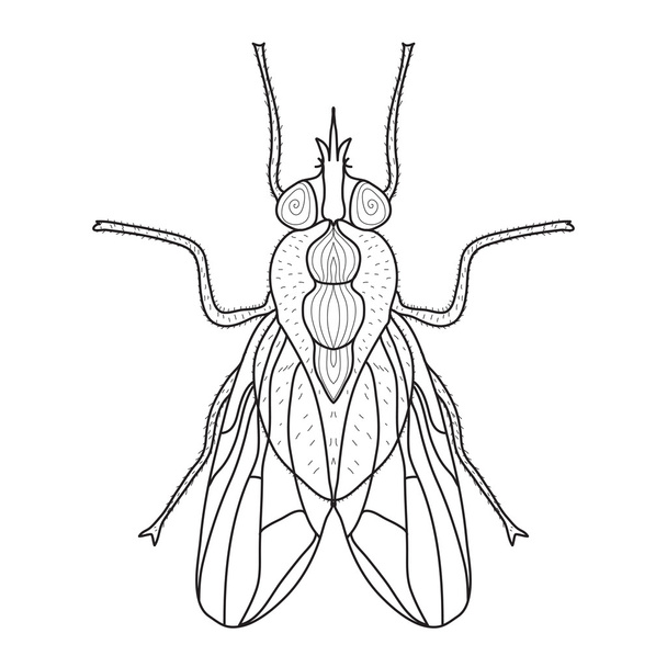Bosquejo de insectos con mosca, estilo garabato. Arte de línea. Ilustración vectorial - Vector, Imagen