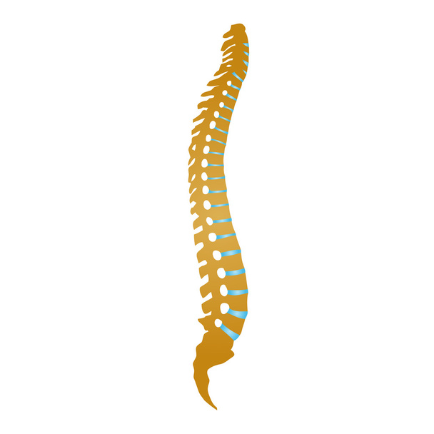 Espinha dorsal, ortopedia, logotipo
 - Vetor, Imagem
