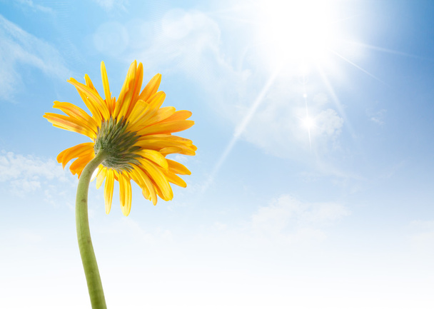 dává žlutá gerbera slunečnice a veselý pocit vylíčil ag - Fotografie, Obrázek