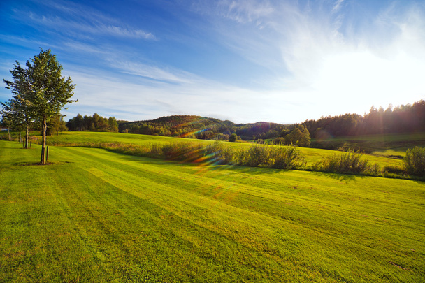 Vihreä niitty auringonlaskun aikaan - Valokuva, kuva