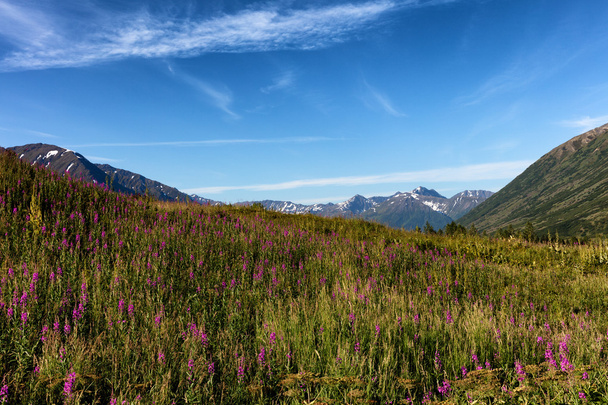 Feuerunkraut mit Bergen im Hintergrund  - Foto, Bild