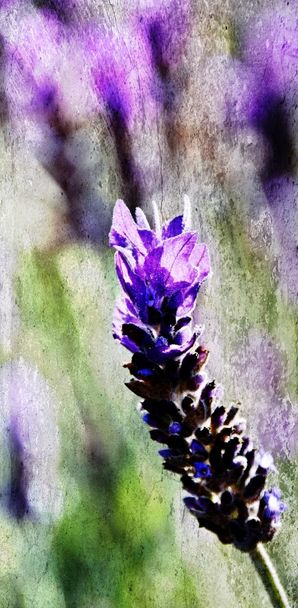 Lavender in sunshine - Fotó, kép