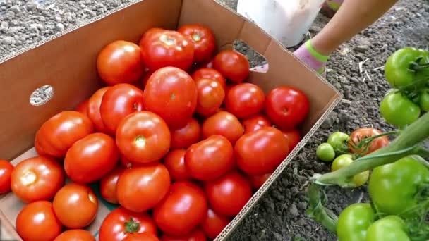 Sıralama ve ambalaj domates hasat - Video, Çekim