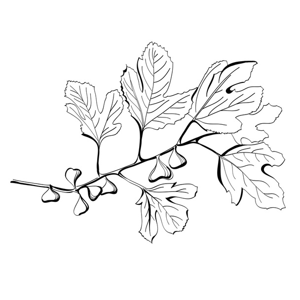 Stylized black and white drawing of a branch of fig tree - Вектор, зображення