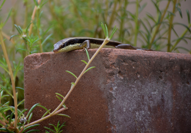 camaleón o lagarto en el jardín. Reptil hermoso y elegante
. - Foto, imagen
