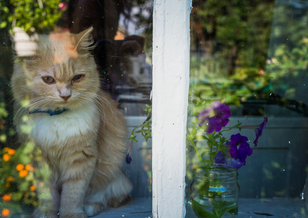 Кіт чекає повернення майстра
 - Фото, зображення