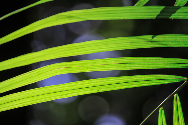 silhouette view of green leaf - Zdjęcie, obraz