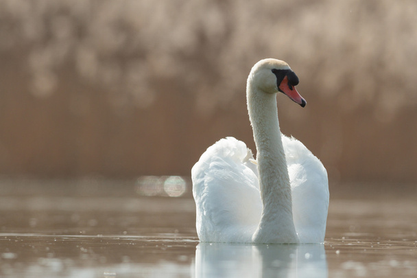 晴れた日の青い湖の白鳥池の白鳥自然シリーズ - 写真・画像