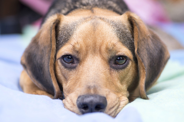 surullinen koiran kasvot
 - Valokuva, kuva