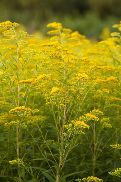 Goldenrod flowers in a summer meadow - Photo, Image