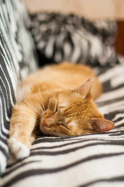 red cat sleeps and stretched paws - Foto, Imagen