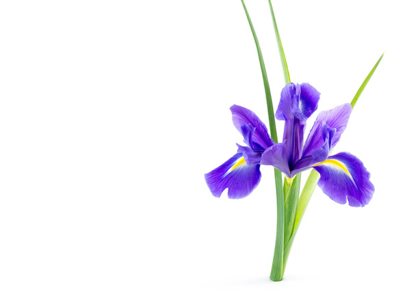 Fleurs iris violet bleu avec des feuilles dans un vase en verre isolé sur blanc
  - Photo, image