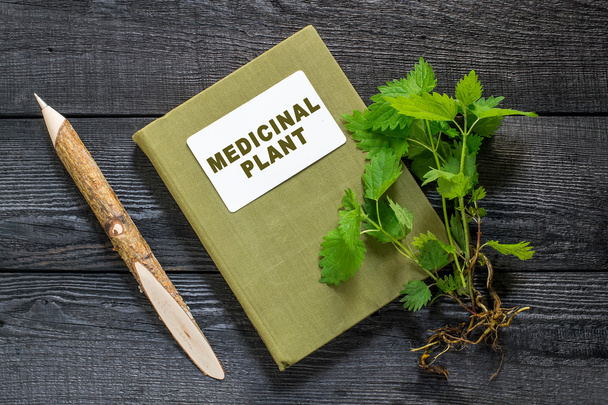 Nettles and directory medicinal plant    - Photo, Image